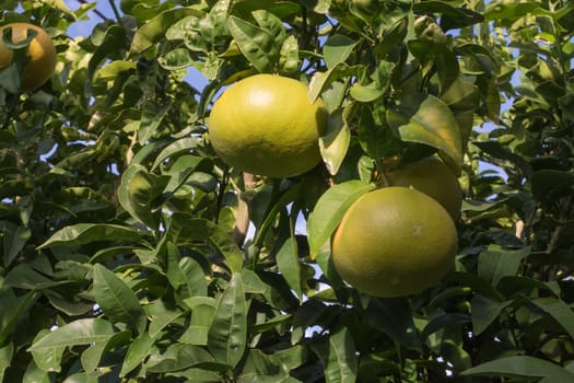 Grapefruits ripening on the tree in October.