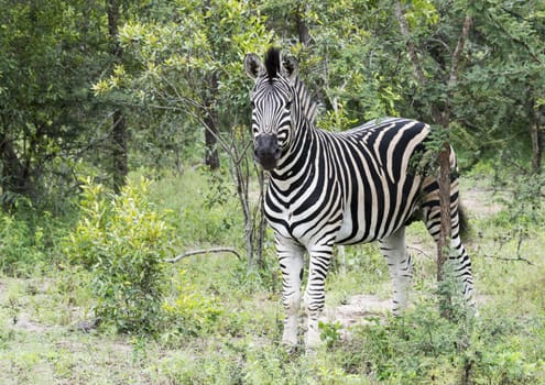 zebra in the kruger national reserve  in south africa