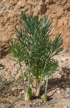 The common Mediterranean flowering Thapsia garganica plant weed - the "deadly carrot" in ancient Greek literature.

This lethal plant is researched for new use: targeting and killing cancer cells.