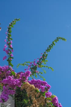 Bougainvillea blossoming in pink against blue sky.