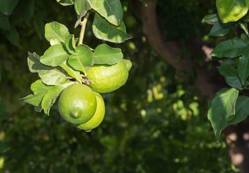 Green lemons ripening on a tree in Majorca in October.