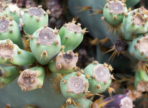 Cactus fruits on platyopuntia cactus closeup.