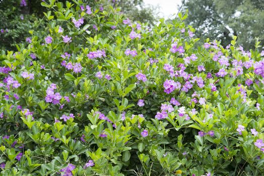 wild flowers in africa nature 