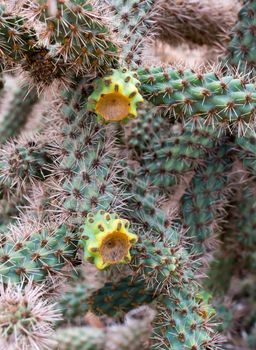 Yellow cactus fruits Opuntia.