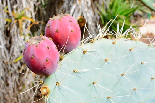 Two purple red prickly pears close up.