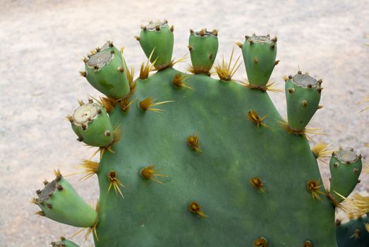 Cactus opuntia with small green fruits.