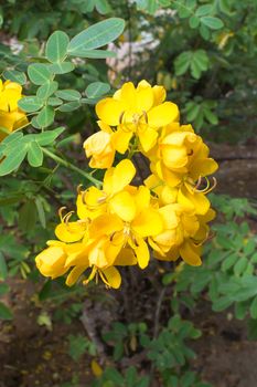 Yellow cassia flower and green foliage.