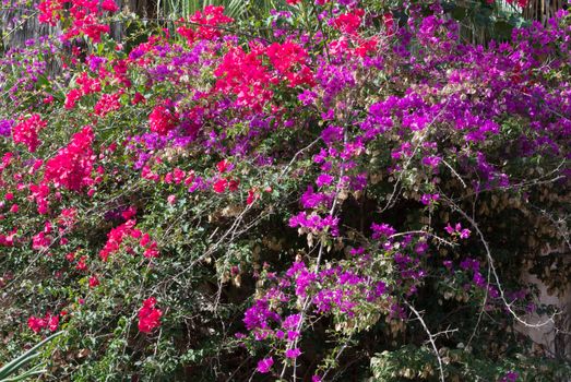Bougainvillea in red and purplish pink.