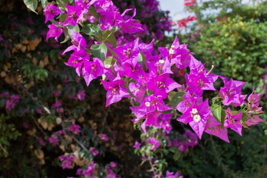 Luminous pink bougainvillea in a Mallorquin garden.