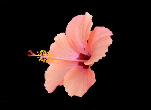 Peach red hibiscus isolated on black.