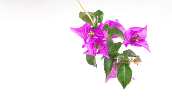 Bougainvillea