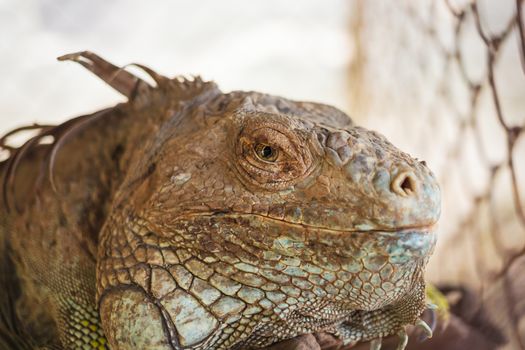 iguana lizard, focus at eyes