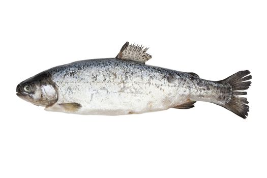 Trout isolated on white background with clipping path.