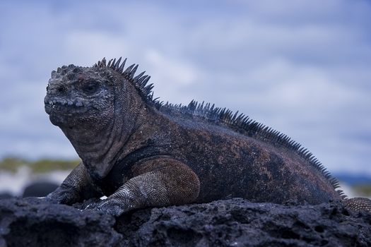 Old black male iguana on volcanic stone on galapagos islands. 