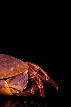 Seafood. Red crab detail isolated on black background.