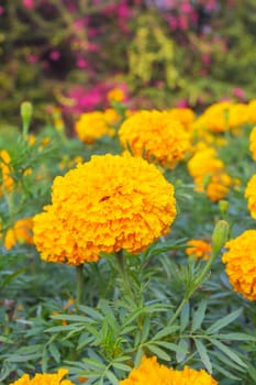 Marigold flower background