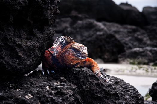 Colorful prehistoric dragon on black volcanic stones on Galapagos islands.