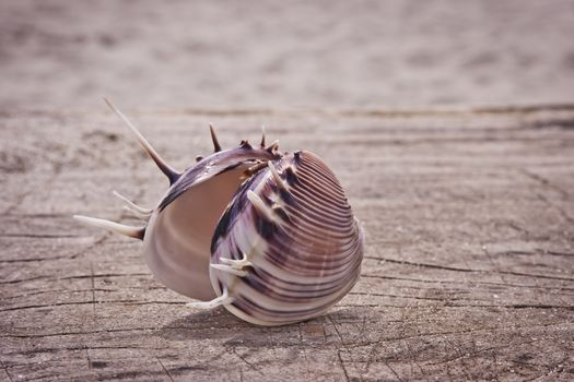 Big beautiful seashell isolated on wooden background. Holiday concept.