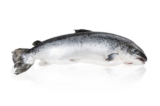 Big shiny salmon isolated on white background.