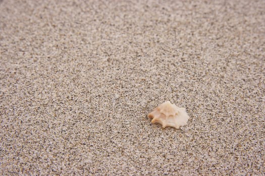 Seashell in white sand. Summer holiday background.