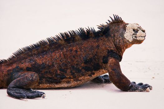 Marine iguana with sand on face walking on white beach on Galapagos islands. 
