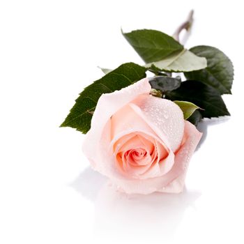 Beautiful pink rose. Pink rose. Rose on a white background. Pink flower.