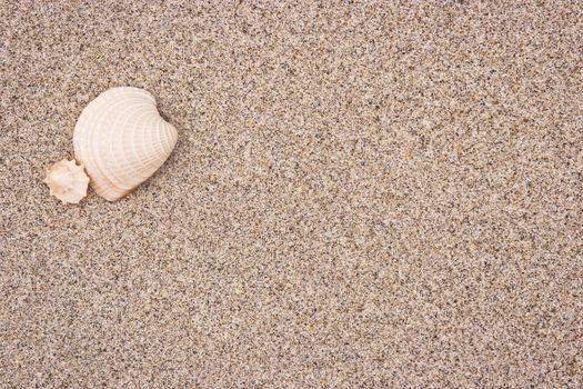 Seashells in white sand with copy space. Summer vacation background.