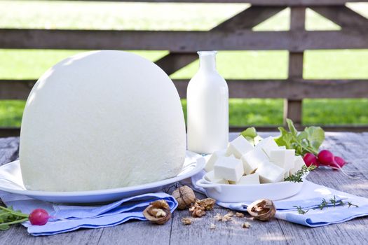 Huge white sheep cheese with milk on wooden table on organic farm. Organic dairy products.