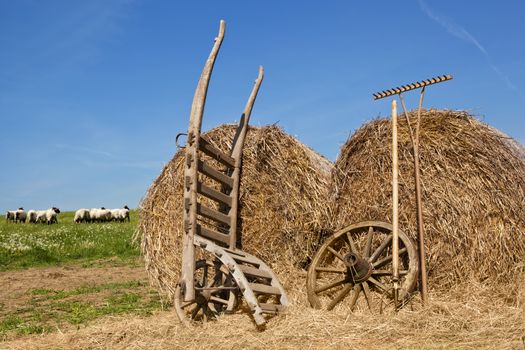 Hay bale with wooden rake, vintage wheelbarrow, sheep in background on sunny summer day. Organic farm.