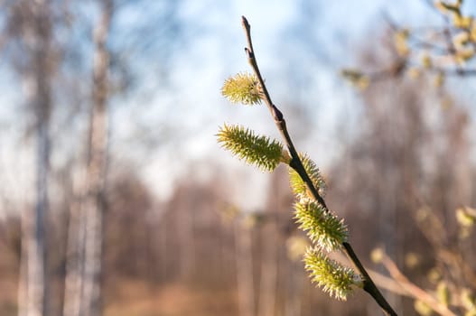 Twig with spring buds in afternoon sun