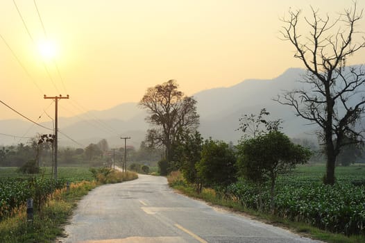 Country road on the north of Thailand at sunset