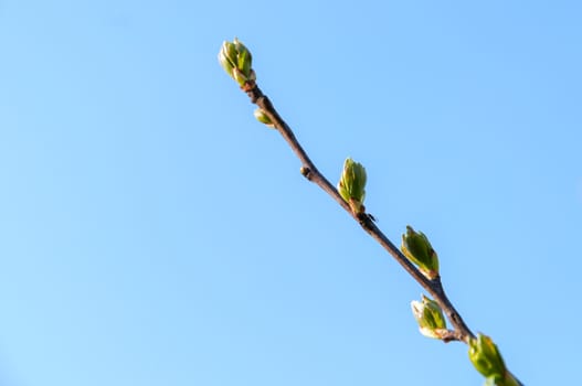 Twig with spring buds on blue sky background