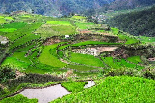 Rice terrace in Cordillera mountains, Philippines 