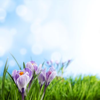 Purple crocus flowers on spring background close-up