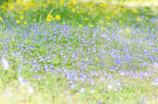 Blossoming field herbs with blue white small flowers on sunlit glade