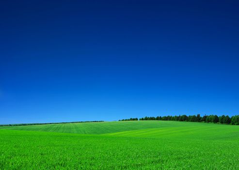 green field and blue sky