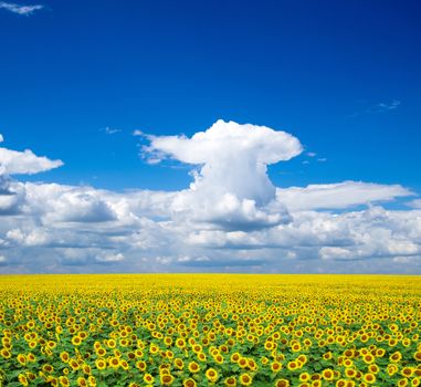 Blooming field of sunflowers on blue sky