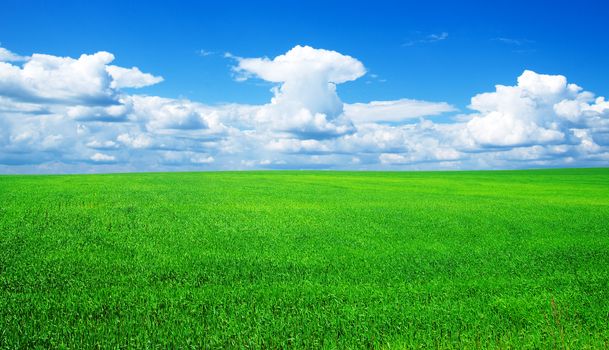 field on a background of the blue sky