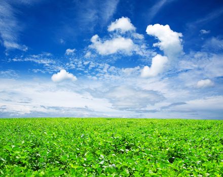 green field and blue sky