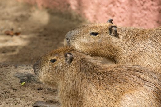 Close up of a Capybara 