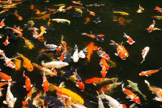 Common carps swimming in water