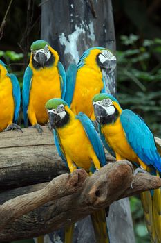 Pair of colorful Macaws parrots