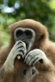 gibbon close- up face in zoo