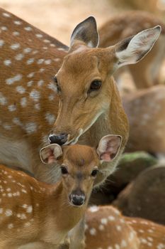 Closeup head of a whitetail deer 