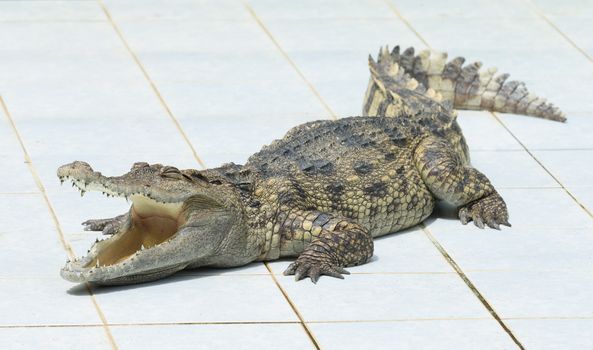 Close up of an Alligator