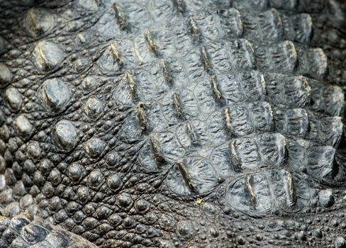 Crocodile skin texture close up