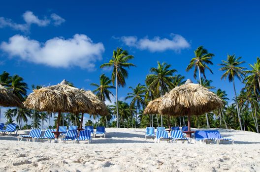 Beach chairs under a palm tree