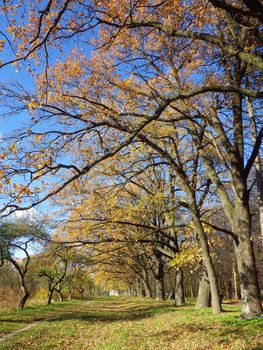 autumn forest background in a sunny day