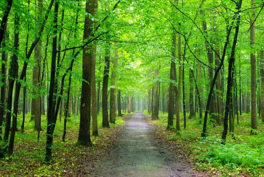 forest trees. nature green wood backgrounds