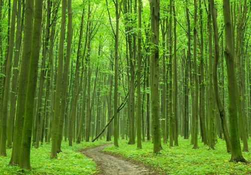 forest trees. nature green wood backgrounds